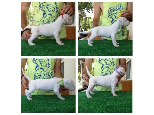 PoulaTo: Dogo Argentino