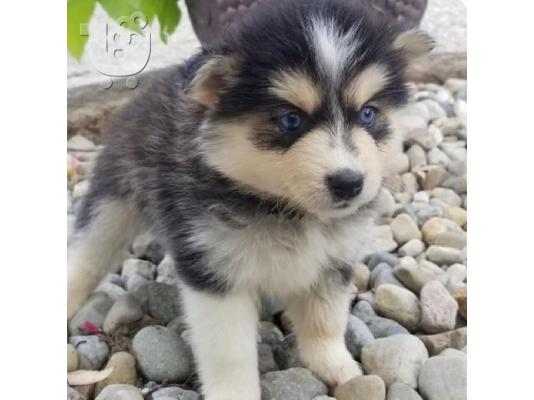 PoulaTo: Πωλούνται αξιολάτρευτα κουτάβια Pomsky.