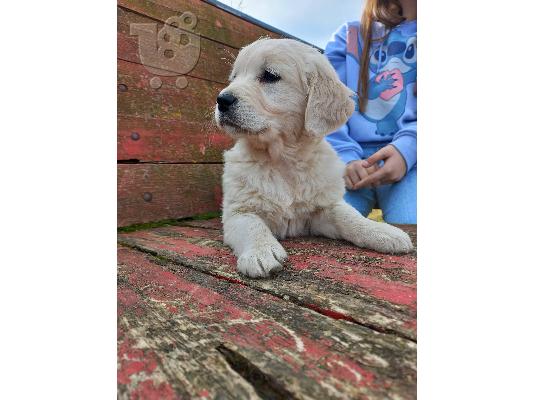 PoulaTo: Golden retriever - Γκόλντεν ριτρίβερ