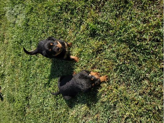 Rottweiler