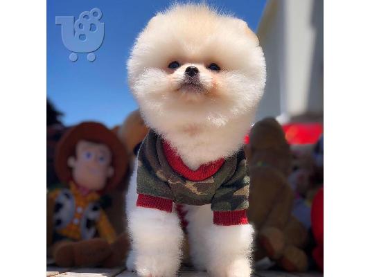 PoulaTo: Στοργικό Pomeranian Διαθέσιμο