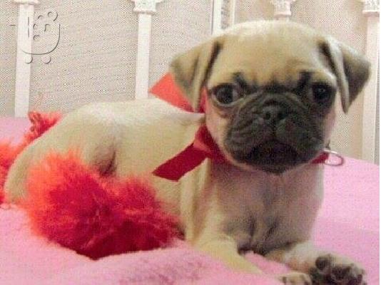 PoulaTo: γλυκά κουτάβια Pug προς πώληση