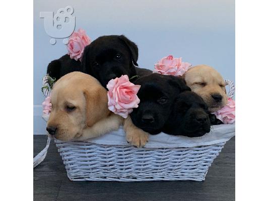 Labrador Retriever Σκύλοι και κουτάβια προς πώληση