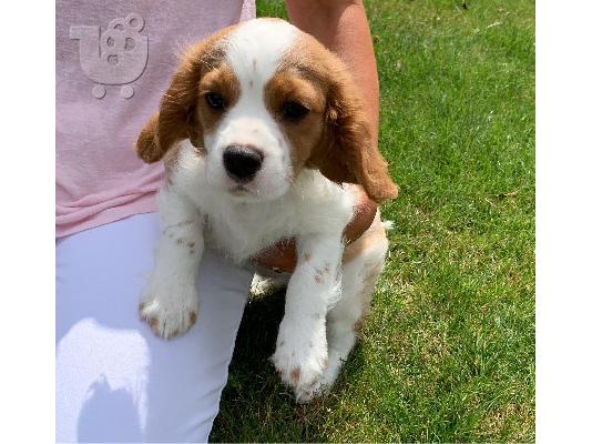 Χαριτωμένα και λατρευτά κουτάβια Cavalier King Charles Spaniel προς πώληση...