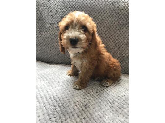 PoulaTo: Mini Cavapoo κουτάβια διαθέσιμα τώρα