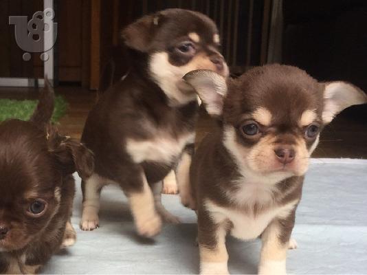 Χαριτωμένα κουτάβια Chihuahua σοκολάτας
