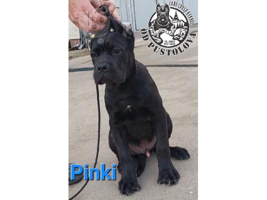PoulaTo: Cane Corso κουτάβια