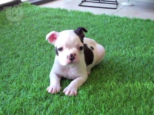 PoulaTo: French bulldog