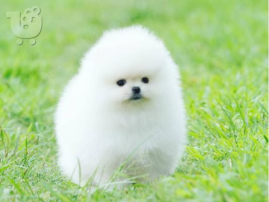 PoulaTo: Προσφορά χαριτωμένων κουταβιών Pomeranian