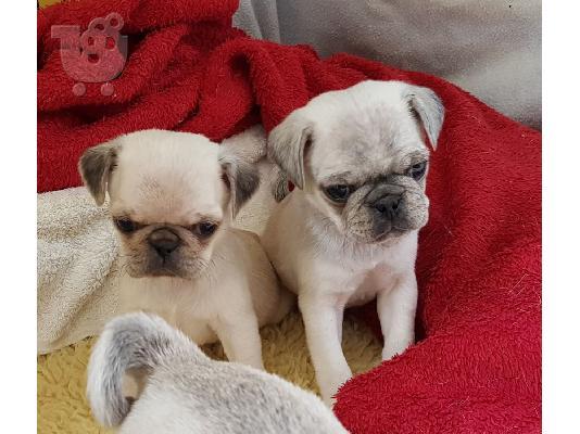 PoulaTo: Χαριτωμένα κουτάβια Pug προς πώληση