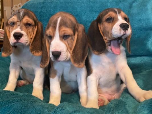 PoulaTo: κουτάβια beagle που ψάχνουν ένα νέο σπίτι