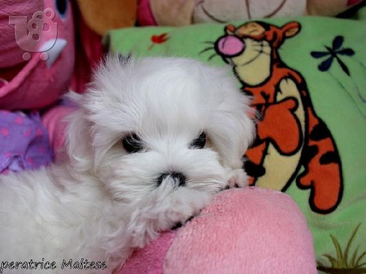 PoulaTo: Ανεκτίμητη γενεαλογία Maltese Puppy έτοιμο για υιοθεσία!