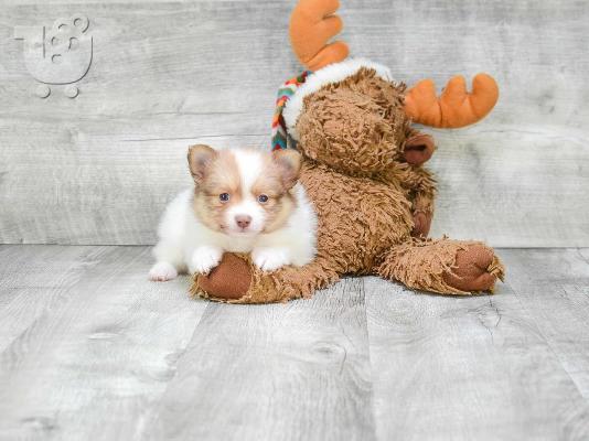 Αξιολάτρευτο Pomeranian Puppies γενεαλογικό έτοιμο