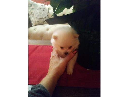 Pomeranian κουτάβια προς πώληση
