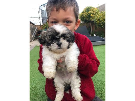 PoulaTo: Μια εκπληκτική, αυτοκρατορική, γυναίκα Shih Tzu!