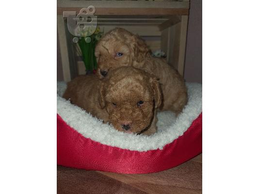 Maltipoo catelusi de vanzare