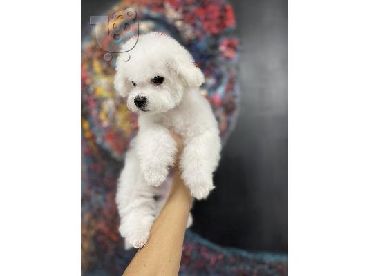 PoulaTo: Bichon Frize κουτάβι