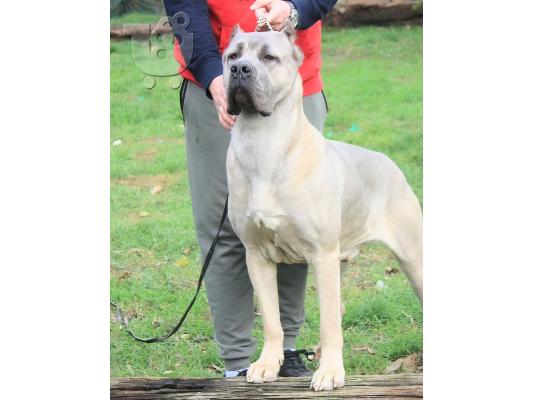 Cane Corso κουτάβια προς πώληση