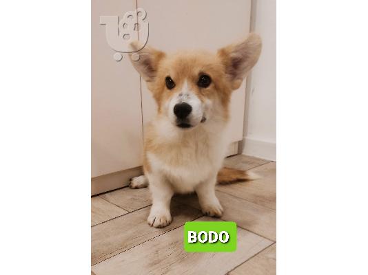 Pembroke Welsh Corgi κουτάβια