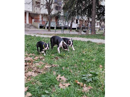 Τεριέ της Βοστώνης κουτάβια