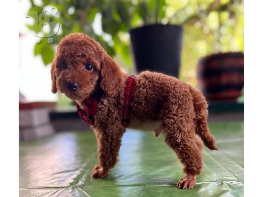 Μικροσκοπικά κουτάβια Poodle