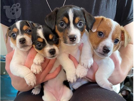 Εκπληκτικά κουτάβια Jack Russell