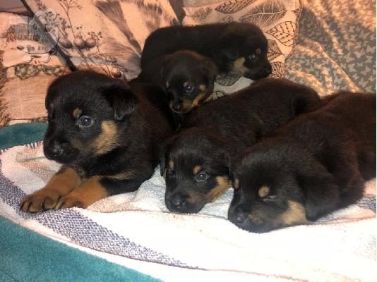 Χαριτωμένα κουτάβια Rottweiler προς πώληση.