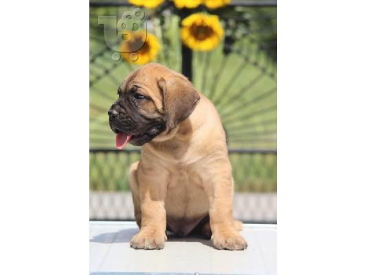 PoulaTo: Κουτάβια Cane Corso