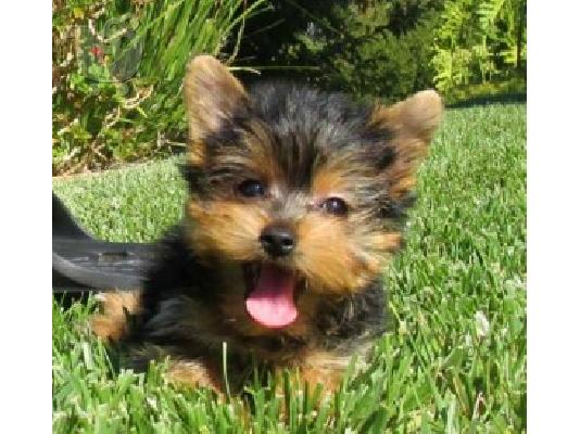 PoulaTo: 2 θαυμάσια κουτάβια Yorkie
