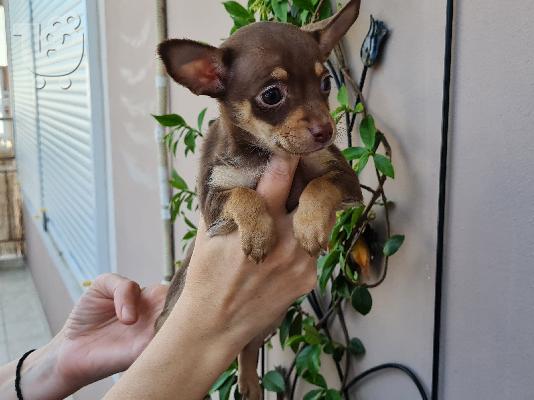 PoulaTo: Pinscher miniature Chocolate cream - Πίντσερ μινιατούρα Σοκολατί κρεμ