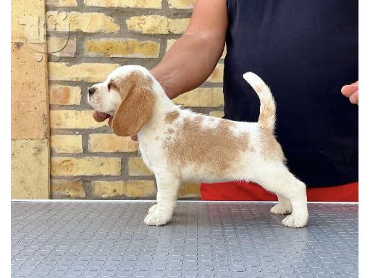 Κουτάβια Beagle από κορυφαίους γονείς