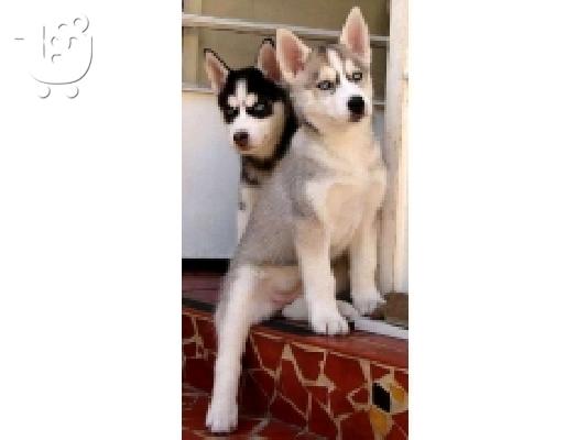PoulaTo: Κουτάβια Golden Retriever