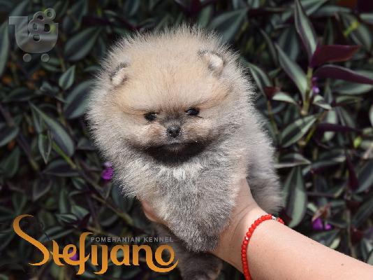 Pomeranian Boo, φλιτζάνι τσάι Pomeranian κουτάβι