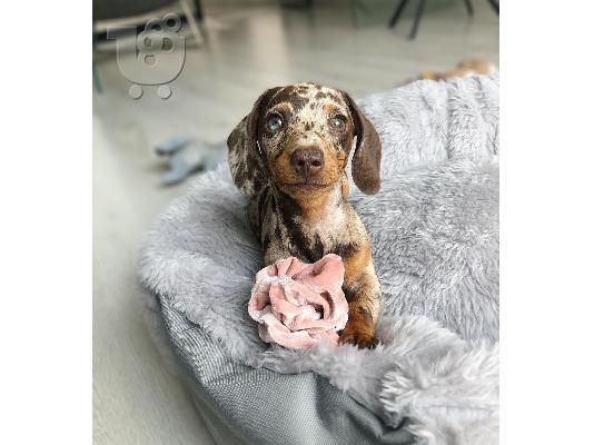 Dachshund Pups