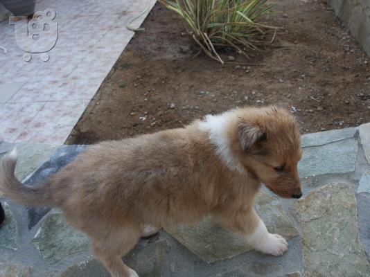 Πανέμορφα κουτάβια Collie