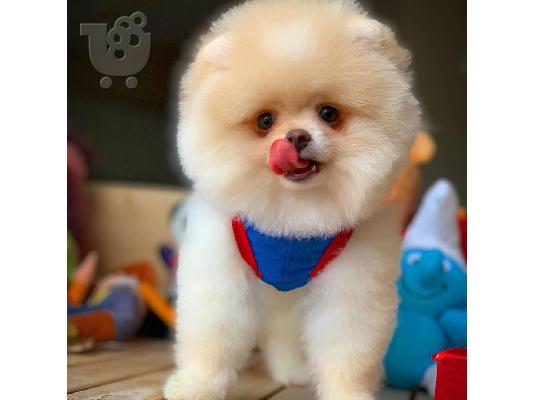 PoulaTo: Στοργικό Pomeranian Διαθέσιμο