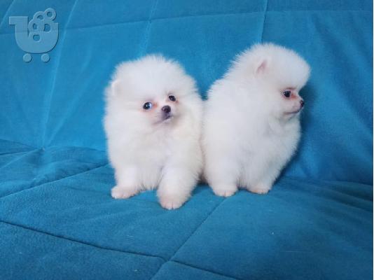 Pomeranian Κουτάβια