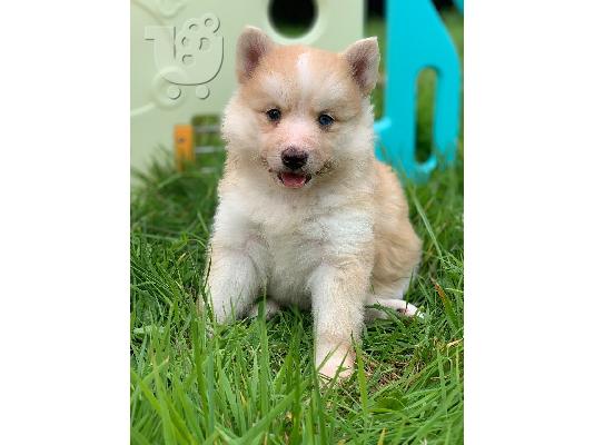 PoulaTo: Όμορφα κουτάβια pomsky προς πώληση