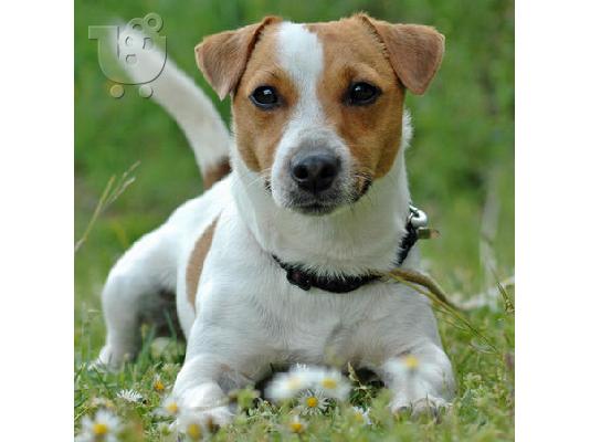 Jack Russell καθαροαιμα  6979314054 ΚΡΗΤΗ-ΑΘΗΝΑ