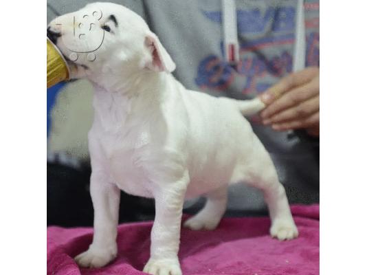 Standard Bull Terrier κουτάβια