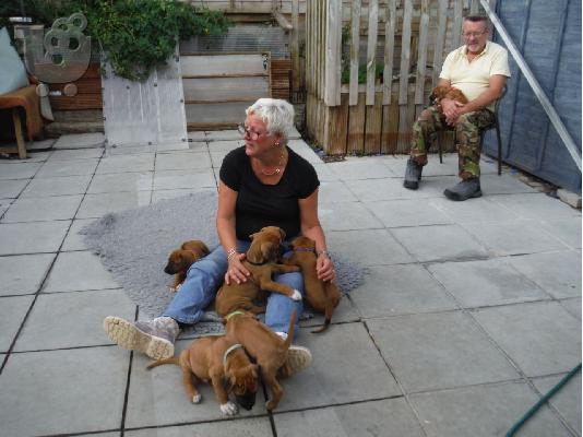 Ταϊλανδικά κουτάβια Ridgeback