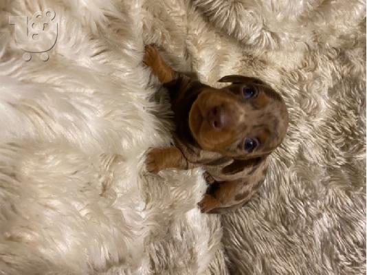 Αξιολάτρευτο Dachshunds