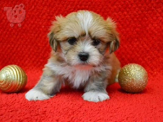 lhasa apso