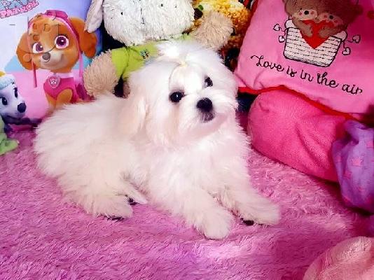 PoulaTo: Δύο Awesome T-Cup Pomeranian Puppies