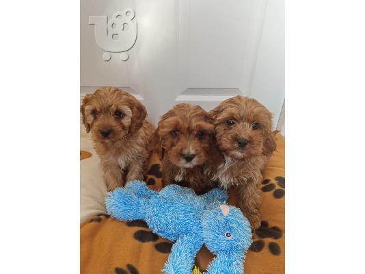 Cavapoo Red