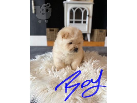 PoulaTo: *όμορφα μωρά Chow Chow*