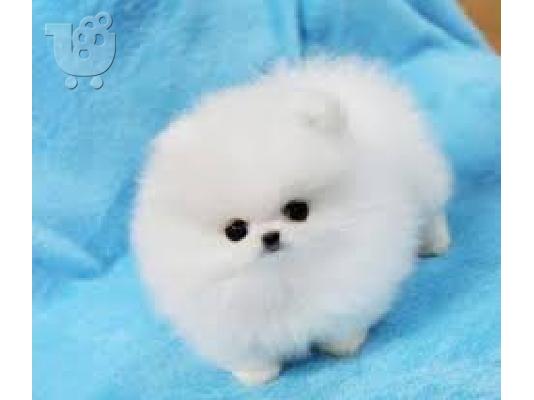Pomeranian κουτάβια Διαθέσιμο