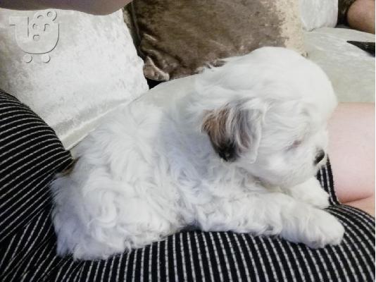 Fantastic Maltese Puppies προς πώληση