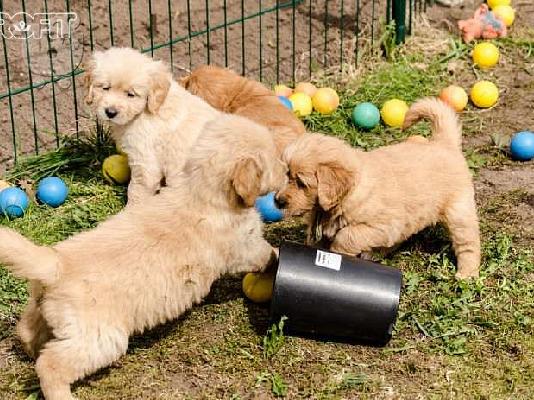 PoulaTo: Πωλούνται κουτάβια Golden Retriever