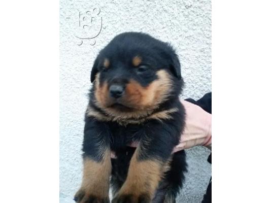 Ροτβαιλερ -360 euro REAL FOTO!